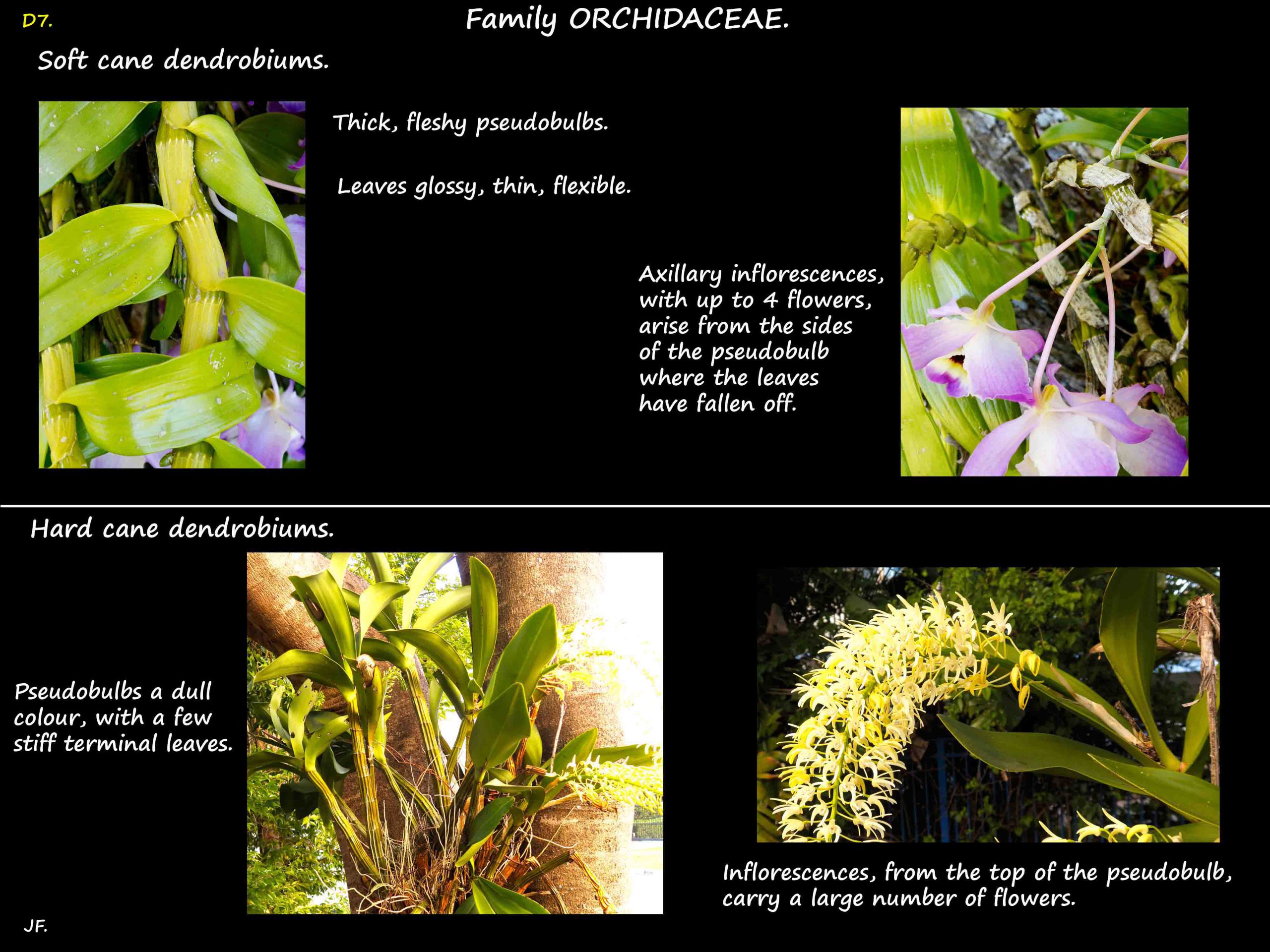 8 Soft & hard cane Dendrobiums